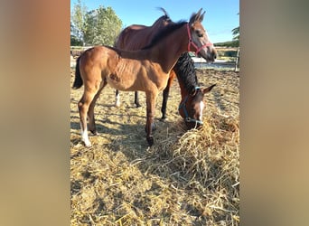 Spanish Sporthorse, Mare, Foal (01/2026), Grey