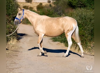 Spanish Sporthorse, Mare, Foal (05/2026), Leopard-Piebald