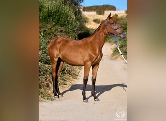 Spanish Sporthorse, Mare, Foal (01/2026), Leopard-Piebald