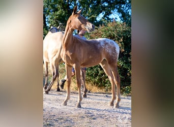 Spanish Sporthorse, Mare, Foal (03/2026), Leopard-Piebald