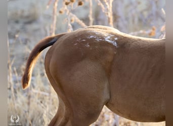 Spanish Sporthorse, Mare, Foal (05/2024), Leopard-Piebald