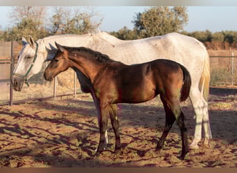 Spanish Sporthorse, Mare, Foal (01/2025)