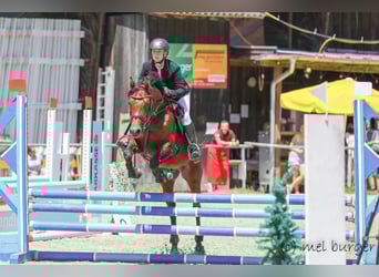 Spanish Sporthorse, Stallion, 10 years, 15.1 hh, Brown