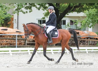 Spanish Sporthorse, Stallion, 10 years, 15.1 hh, Brown