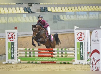 Spanish Sporthorse, Stallion, 10 years, 15,1 hh, Brown