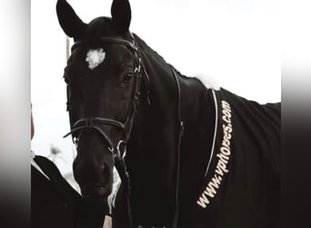 Spanish Sporthorse, Stallion, 10 years, 16.1 hh, Black