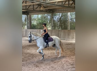Spanish Sporthorse, Stallion, 10 years, 16.2 hh, Grey