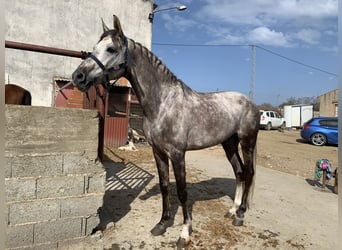 Spanish Sporthorse, Stallion, 10 years, 16 hh, Grey