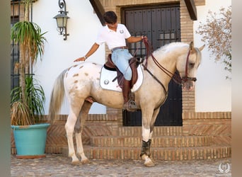 Spanish Sporthorse, Stallion, 10 years, Leopard-Piebald