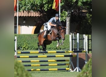 Spanish Sporthorse, Stallion, 11 years, 16.2 hh, Brown