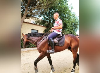 Spanish Sporthorse, Stallion, 11 years, 16.2 hh, Brown