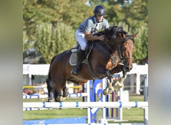 Spanish Sporthorse, Stallion, 11 years, 16.2 hh, Brown
