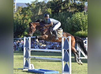 Spanish Sporthorse, Stallion, 11 years, 16.2 hh, Brown