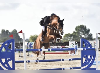 Spanish Sporthorse, Stallion, 11 years, 16.2 hh, Chestnut-Red