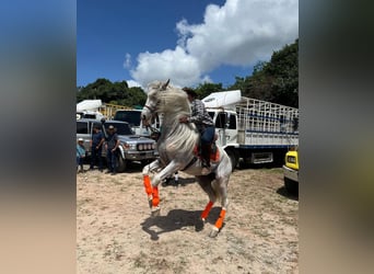 Spanish Sporthorse, Stallion, 12 years, White