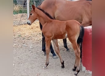 Spanish Sporthorse, Stallion, 1 year, 11,2 hh, Brown