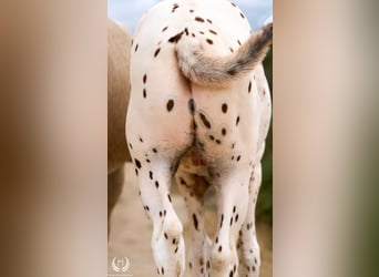 Spanish Sporthorse, Stallion, 1 year, 14,2 hh, Leopard-Piebald