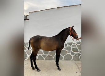 Spanish Sporthorse, Stallion, 1 year, 14,3 hh, Dun