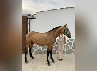 Spanish Sporthorse, Stallion, 1 year, 15,1 hh, Dun