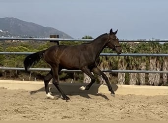 Spanish Sporthorse, Stallion, 1 year, 15,2 hh, Bay-Dark