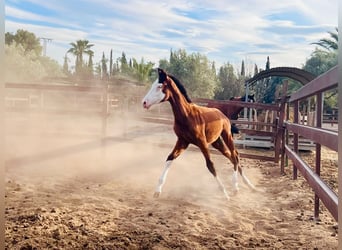 Spanisches Sportpferd, Hengst, 1 Jahr, 16,2 hh, Brauner