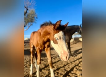 Spanisches Sportpferd, Hengst, 1 Jahr, 16,2 hh, Brauner