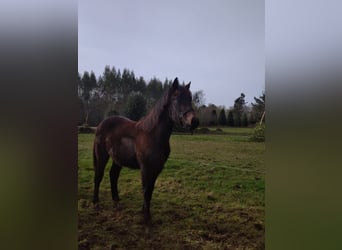 Spanish Sporthorse, Stallion, 1 year, 16 hh, Gray