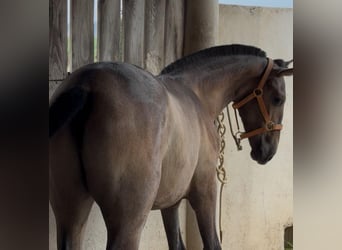 Spanish Sporthorse, Stallion, 1 year, 16,1 hh, Grey