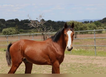 Spanish Sporthorse, Stallion, 1 year, Brown