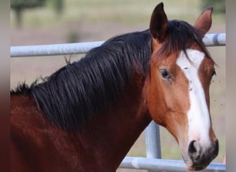 Spanish Sporthorse, Stallion, 1 year, Brown