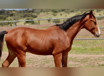 Spanish Sporthorse, Stallion, 1 year, Brown