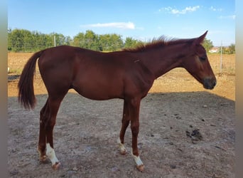 Spanish Sporthorse Mix, Stallion, 1 year, Chestnut-Red