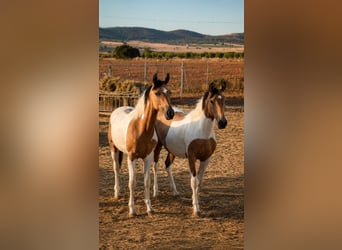Spanish Sporthorse, Stallion, 1 year, Pinto