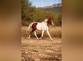 Spanish Sporthorse, Stallion, 1 year, Pinto
