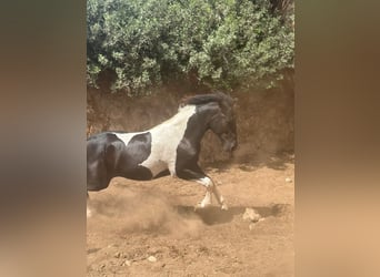 Spanish Sporthorse, Stallion, 2 years, 13,2 hh, Pinto