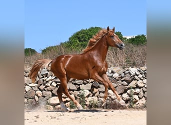 Spanish Sporthorse, Stallion, 2 years, 16.2 hh, Chestnut-Red