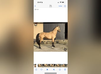 Spanish Sporthorse, Stallion, 2 years, 16 hh, Cremello