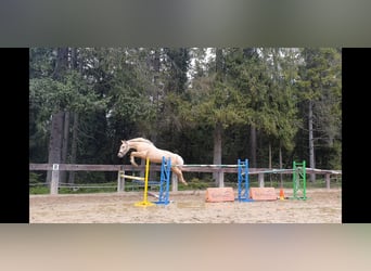 Spanish Sporthorse, Stallion, 2 years, 16 hh, Palomino