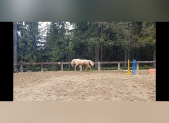 Spanish Sporthorse, Stallion, 2 years, 16 hh, Palomino