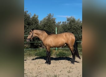 Spanish Sporthorse, Stallion, 2 years, Dun