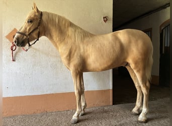 Spanish Sporthorse, Stallion, 2 years, Palomino