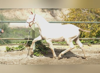 Spanish Sporthorse, Stallion, 2 years, Pearl