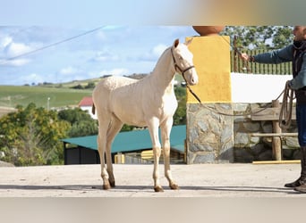 Spanish Sporthorse, Stallion, 2 years, Pearl