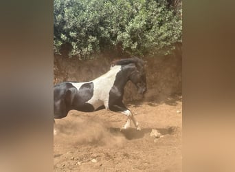 Spanish Sporthorse, Stallion, 3 years, 13,2 hh, Pinto
