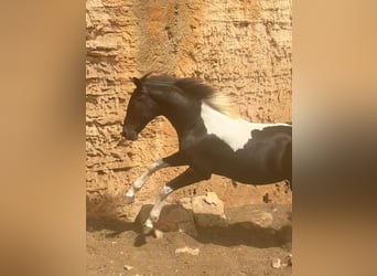 Spanish Sporthorse, Stallion, 3 years, 13,2 hh, Pinto