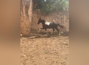 Spanish Sporthorse, Stallion, 3 years, 13,2 hh, Pinto