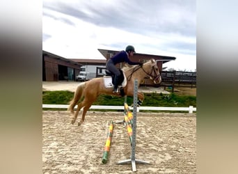 Spanish Sporthorse, Stallion, 3 years, 14.1 hh, Pearl