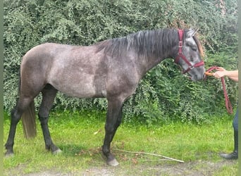 Spanish Sporthorse, Stallion, 3 years, 15.2 hh, Brown Falb mold