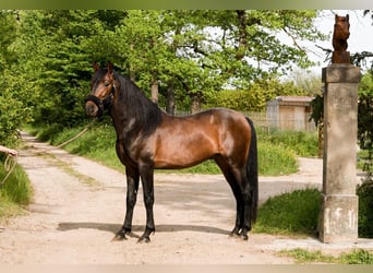 Spanish Sporthorse, Stallion, 3 years, 15.2 hh, Brown