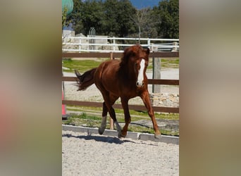Spanish Sporthorse, Stallion, 3 years, 15.3 hh, Chestnut-Red